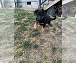 Small #7 German Shepherd Dog