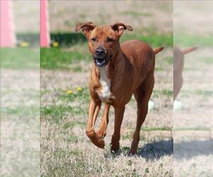 Labrador Retriever-Unknown Mix Dogs for adoption in Grovetown, GA, USA