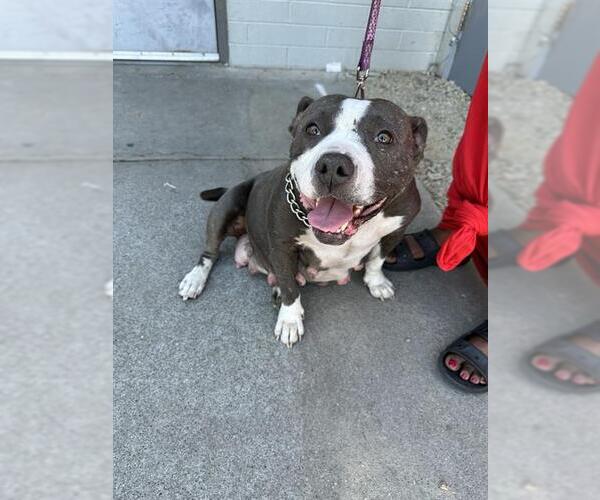 Medium Photo #1 American Pit Bull Terrier Puppy For Sale in Stockton, CA, USA
