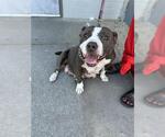 Small American Pit Bull Terrier