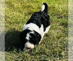 Small Photo #2 Sheepadoodle Puppy For Sale in GROVETON, TX, USA