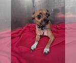 Small Chihuahua Mix