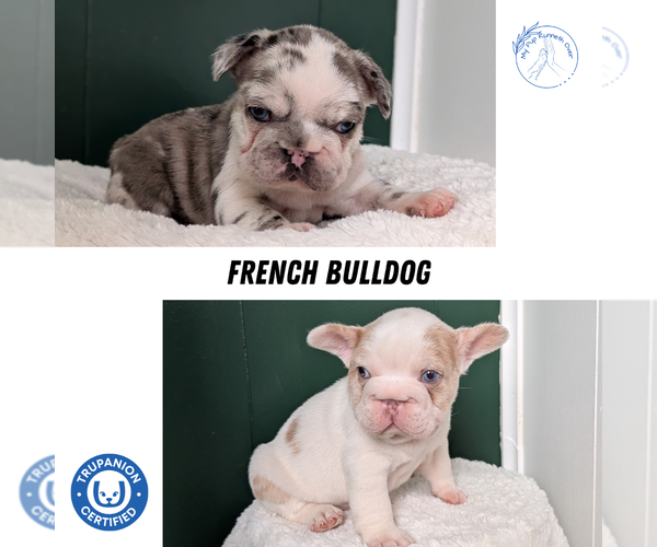 Medium Photo #10 French Bulldog Puppy For Sale in GOSHEN, IN, USA