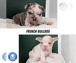 Small #9 French Bulldog