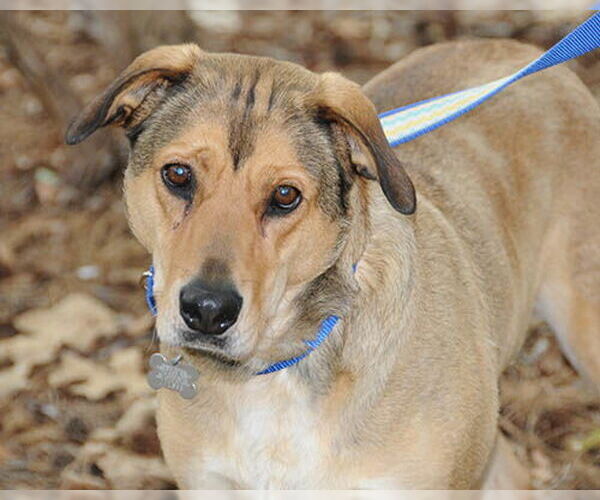 Medium Photo #3 Mutt Puppy For Sale in Lake Wylie, SC, USA