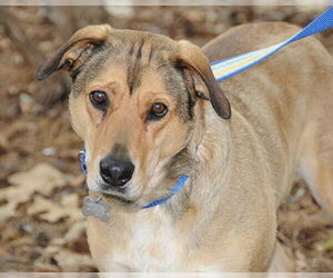 Cookie - Female Mutt Dog for Adoption - Photo #3