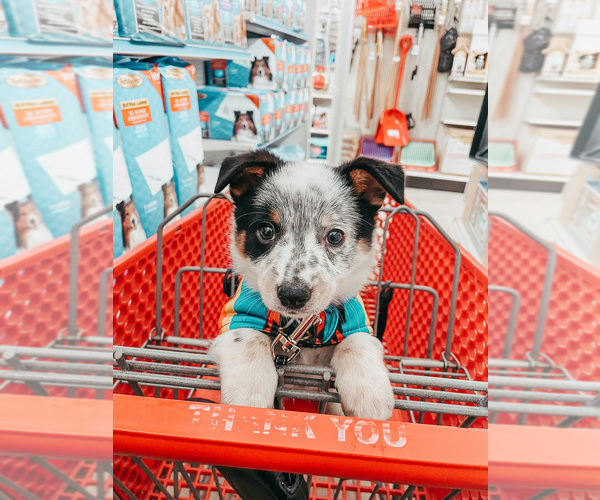 Medium Photo #1 Cowboy Corgi Puppy For Sale in RENVILLE, MN, USA