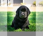 Small #5 Labrador Retriever