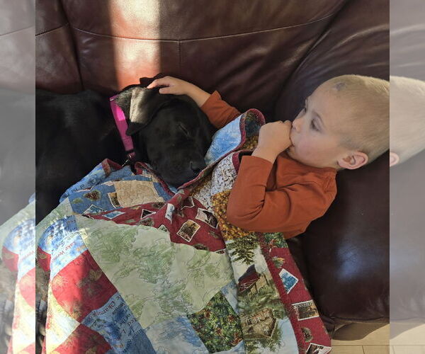 Medium Photo #36 American Pit Bull Terrier-Unknown Mix Puppy For Sale in Fargo, ND, USA