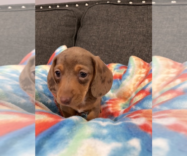 Medium Photo #1 Dachshund Puppy For Sale in GREENWOOD, IN, USA