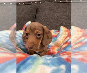 Dachshund Puppy for sale in GREENWOOD, IN, USA