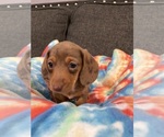 Small Photo #1 Dachshund Puppy For Sale in GREENWOOD, IN, USA