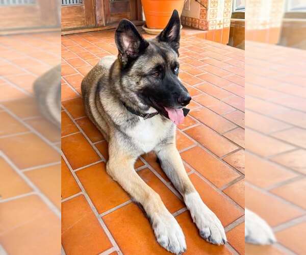 Medium Photo #1 German Shepherd Dog-Huskies  Mix Puppy For Sale in San Diego, CA, USA