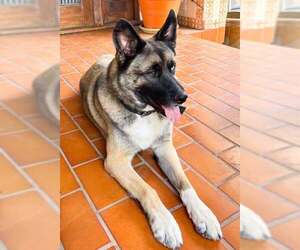 German Shepherd Dog-Huskies Mix Dogs for adoption in San Diego, CA, USA