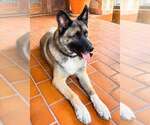 Small German Shepherd Dog-Huskies  Mix