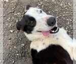Small #2 Border Collie Mix