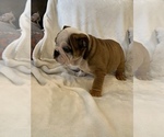 Small Photo #21 English Bulldog Puppy For Sale in JOHNS ISLAND, SC, USA