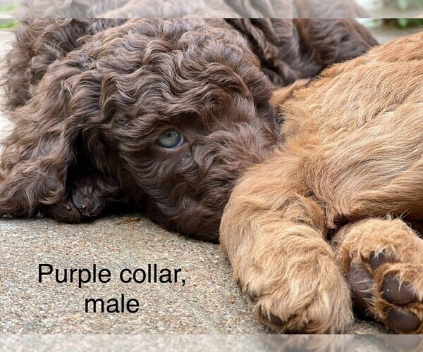 Medium Photo #1 Goldendoodle Puppy For Sale in LITTLETON, CO, USA