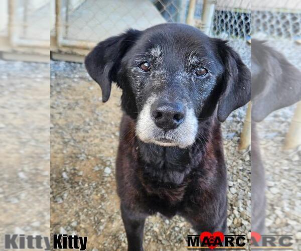 Medium Photo #1 Labrador Retriever Puppy For Sale in Maryville, TN, USA