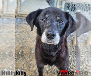 Labrador Retriever Dogs for adoption in Maryville, TN, USA