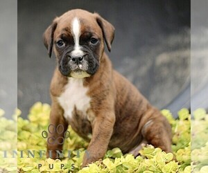 Boxer Puppy for sale in GORDONVILLE, PA, USA