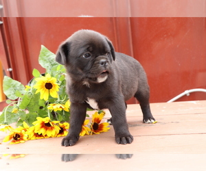 Mutt-Pug Mix Puppy for sale in SHILOH, OH, USA