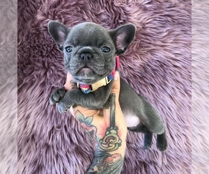 French Bulldog Puppy for sale in BELLEVUE, WI, USA
