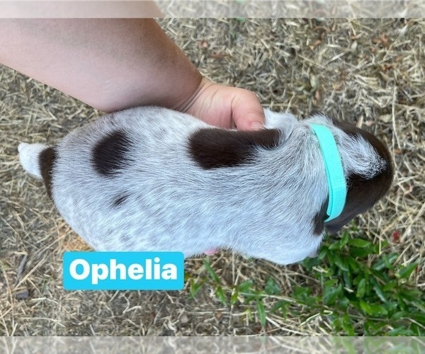 Medium Photo #3 Pointer Puppy For Sale in SACRAMENTO, CA, USA