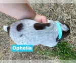 Small Photo #23 Pointer Puppy For Sale in SACRAMENTO, CA, USA