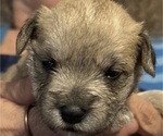 Puppy Puppy 5 Schnauzer (Miniature)