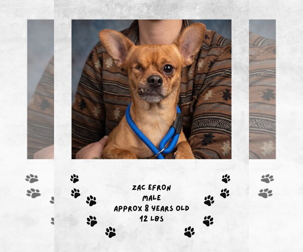 Medium Photo #1 Chihuahua-Unknown Mix Puppy For Sale in Las Vegas, NM, USA