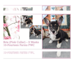 Small Photo #1 Pembroke Welsh Corgi Puppy For Sale in BURTRUM, MN, USA