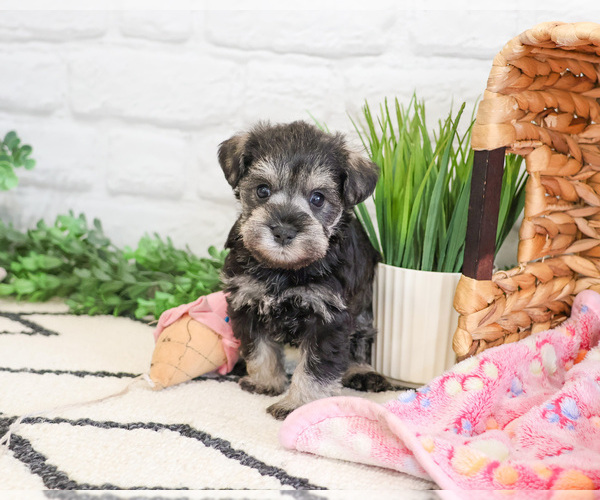 Medium Photo #4 Schnauzer (Miniature) Puppy For Sale in SYRACUSE, IN, USA