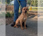 Small Labrador Retriever Mix