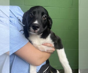 Collie-Unknown Mix Dogs for adoption in Elmsford, NY, USA