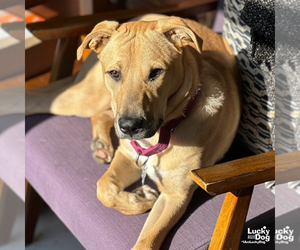 Luca - Male Mutt Dog for Adoption - Photo #4