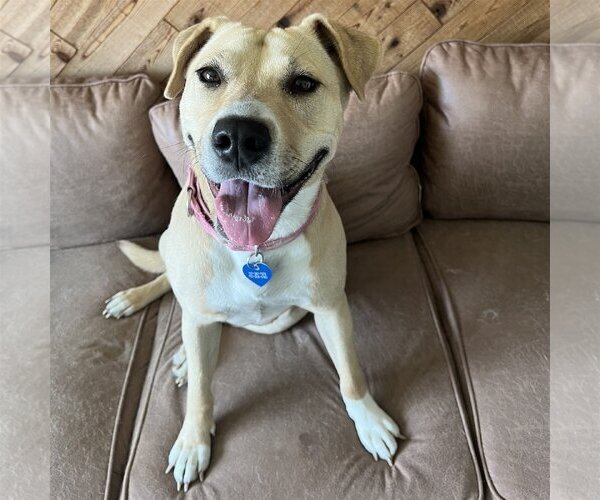 Medium Photo #1 American Pit Bull Terrier-Unknown Mix Puppy For Sale in Fargo, ND, USA