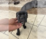 Small #9 Cane Corso
