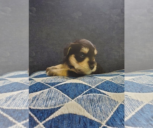 Medium Photo #9 Schnauzer (Miniature) Puppy For Sale in LEESBURG, VA, USA