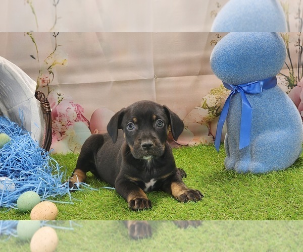 Medium Photo #10 Catahoula Leopard Dog Puppy For Sale in CUMBY, TX, USA
