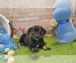 Small #9 Catahoula Leopard Dog
