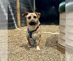 Small Dachshund Mix