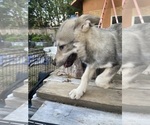 Small #2 Alaskan Malamute-Czech Wolfdog Mix