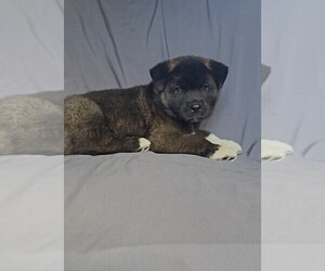 Akita Puppy for Sale in MANNING, South Carolina USA
