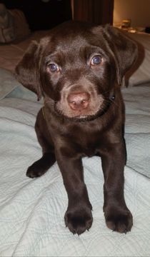 Medium Photo #1 Labrador Retriever Puppy For Sale in LOS ANGELES, CA, USA