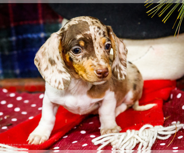 Medium Photo #1 Dachshund Puppy For Sale in WAKARUSA, IN, USA