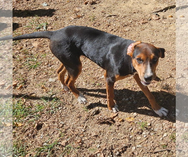 Medium Photo #1 Feist Terrier-Unknown Mix Puppy For Sale in Tracy City, TN, USA