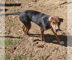 Fergie - Female Feist Terrier-Unknown Mix Dog for Adoption - Small photo