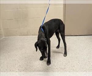 Labrador Retriever-Unknown Mix Dogs for adoption in Conroe, TX, USA