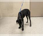 Small Labrador Retriever Mix